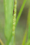 Eastern gamagrass